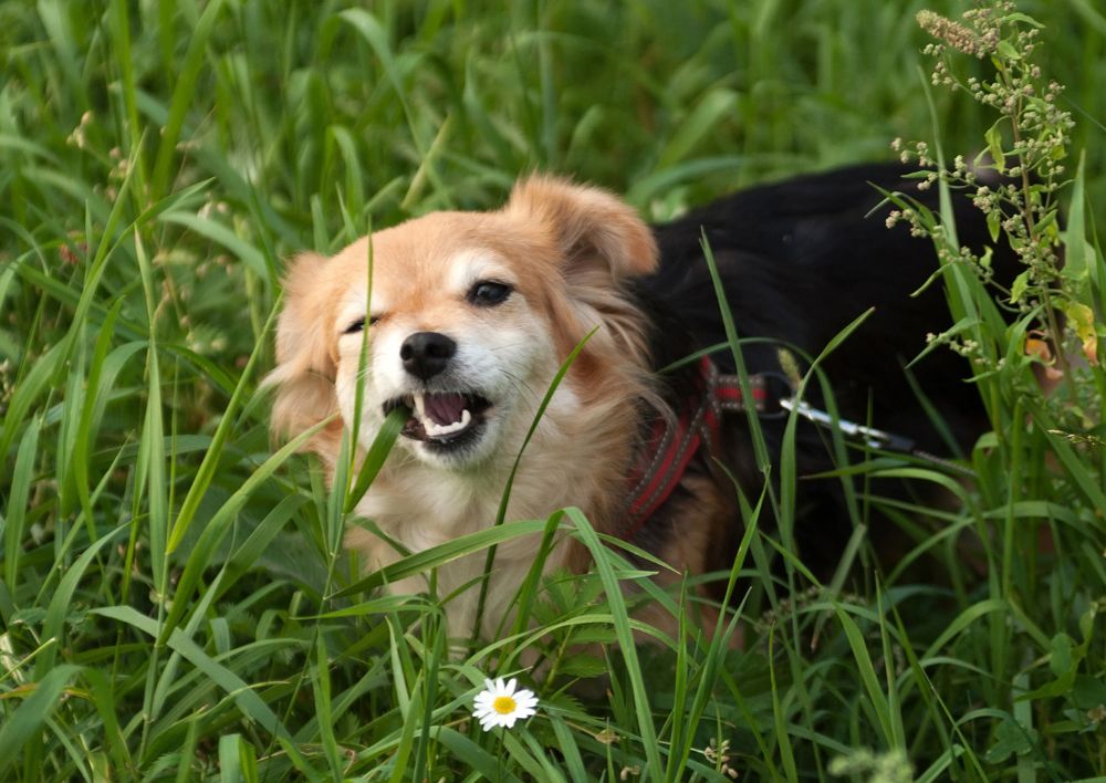 Curated visual reference: Why Do Dogs Eat Grass Causes Risks Safe Solutions Photo Inspiration
