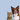 Browse by category to find the perfect supplement for your dog or cat.