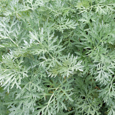 Wormwood