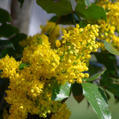 Berberine