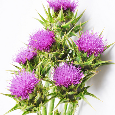 Milk Thistle