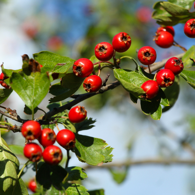 Hawthorn Berry