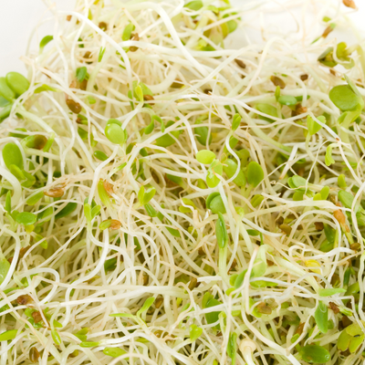 Alfalfa Leaf