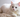 Why is My Cat So Stressed? Signs, Causes & What to Do