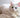 Why is My Cat So Stressed? Signs, Causes & What to Do
