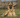 Dog Limping on Back Leg: Causes and When to See a Vet