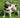 ivdd dogs home remedies