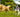 Dogs running happily Dog Joint Supplements 