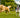 Dogs running happily Dog Joint Supplements 