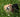Why Do Dogs Eat Grass? Uncovering the Reasons and Solutions
