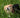 Why Do Dogs Eat Grass? Uncovering the Reasons and Solutions