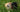 why do dogs eat grass showing dog in grass