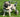 IVDD in Dogs: Symptoms, Care, and Safe Home Exercises (Step-by-Step)