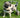 IVDD in Dogs: Symptoms, Care, and Safe Home Exercises (Step-by-Step)