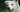 Quercetin for Dogs: Nature's Antihistamine for Itching