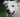 Quercetin for Dogs: Nature's Antihistamine for Itching
