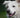 Quercetin for Dogs: Nature's Antihistamine for Itching