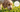 Worms in Dog Poop: How to Identify What You're Seeing