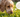Worms in Dog Poop: How to Identify What You're Seeing