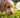Worms in Dog Poop: How to Identify What You're Seeing