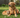 The Best Joint Supplement for Dogs: What Actually Works (and Why Most Miss the Mark)