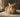 Cat Urinary Tract Infection: Symptoms and When to Worry