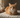 Cat Urinary Tract Infection: Symptoms and When to Worry