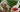 Can Dogs Eat Strawberries?