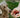 Can Dogs Eat Strawberries?
