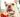 Can Dogs Eat Apples?