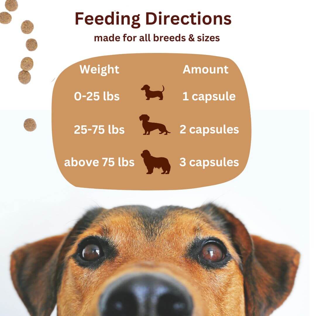 Green Paw Wellness heart health supplement for dogs and cats feeding directions